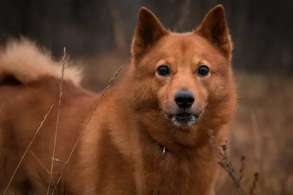 Карело-финская-лайка-Описание-особенности-уход-и-цена-породы-6