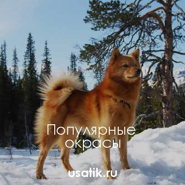 Популярные окрасы карело-финских лаек