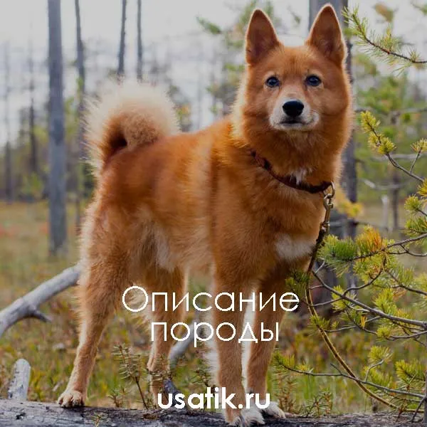 Карело-финская лайка - описание породы