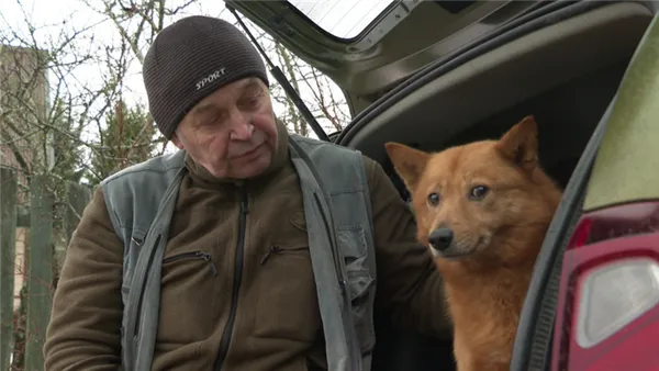 Как финский шпиц превратился в карельскую лайку