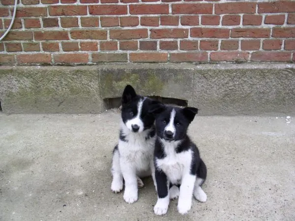 Щенки карельской лайки