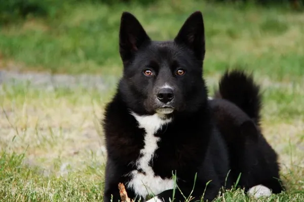 карельская медвежья собака, порода карельская медвежья собака, карельская медвежья собака это, история появления карельской медвежьей собаки, от кого произошли карельские медвежьи собаки, характер карельской медвежьей собаки