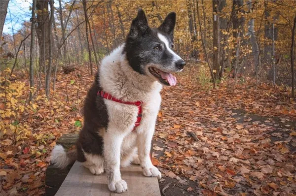 Карельская медвежья лайка окрас 