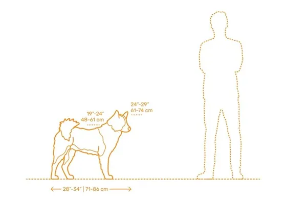 Карельская медвежья собака размеры 