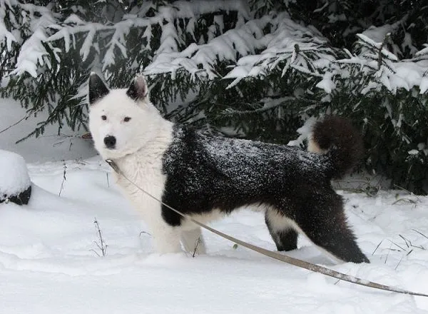 карельская медвежья собака, порода карельская медвежья собака, карельская медвежья собака это, история появления карельской медвежьей собаки, от кого произошли карельские медвежьи собаки, характер карельской медвежьей собаки