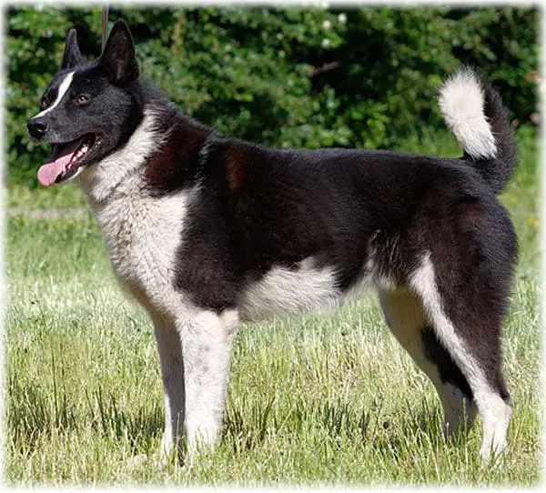 Собака в ожидании команды