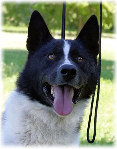 Карелка собака со снеговиками