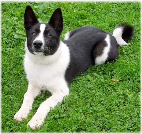 Удивительный характер карельской медвежьей собаки