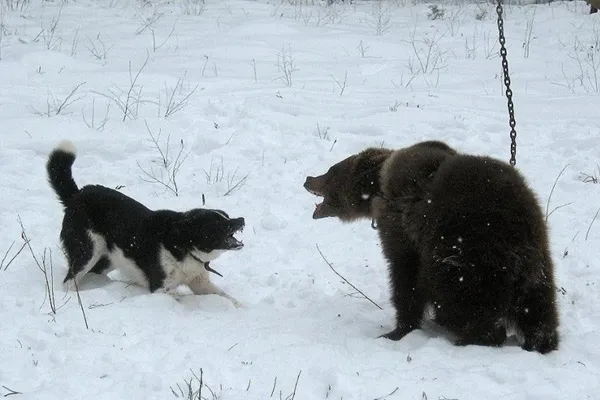 карельская медвежья собака, порода карельская медвежья собака, карельская медвежья собака это, история появления карельской медвежьей собаки, от кого произошли карельские медвежьи собаки, характер карельской медвежьей собаки