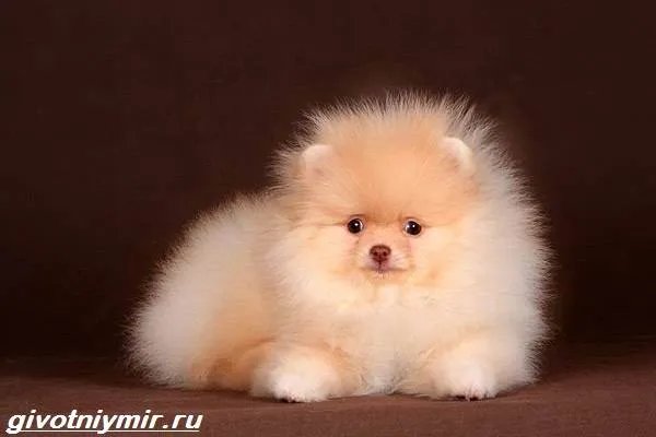 Карликовые-собаки-Особенности-описание-уход-и-породы-карликовых-собак-5