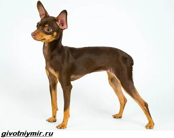 Карликовые-собаки-Особенности-описание-уход-и-породы-карликовых-собак-2