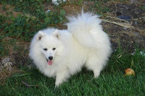 Японский шпиц