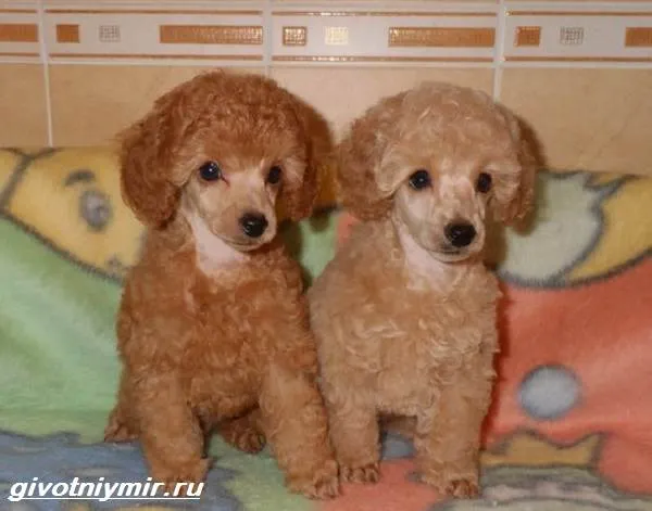 Карликовые-собаки-Особенности-описание-уход-и-породы-карликовых-собак-4