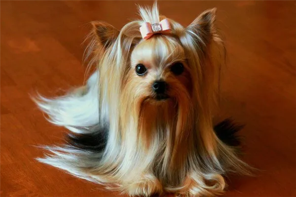 Йоркширский терьер