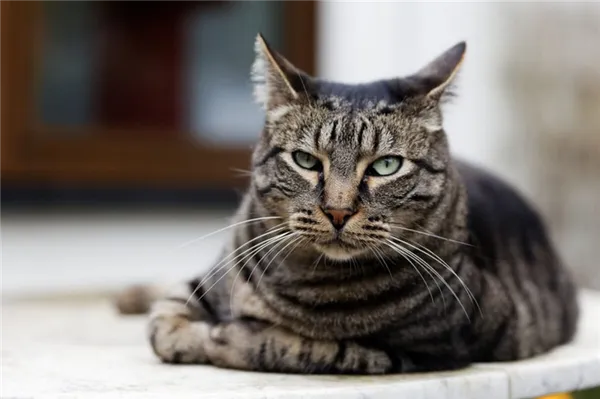 Питание кошки Дракон Ли