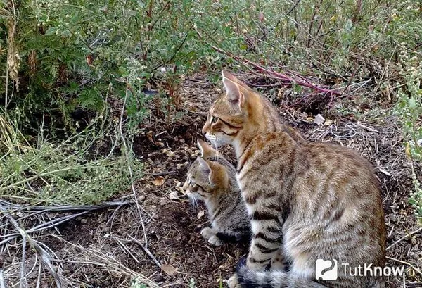 Две кошки китайская Ли Хуа