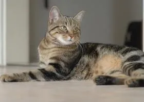 Китайская Ли Хуа