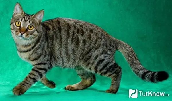 Внешность китайской Ли Хуа