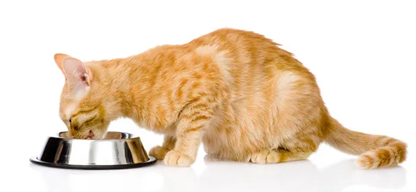 Классы кормов для кошки — что выбрать