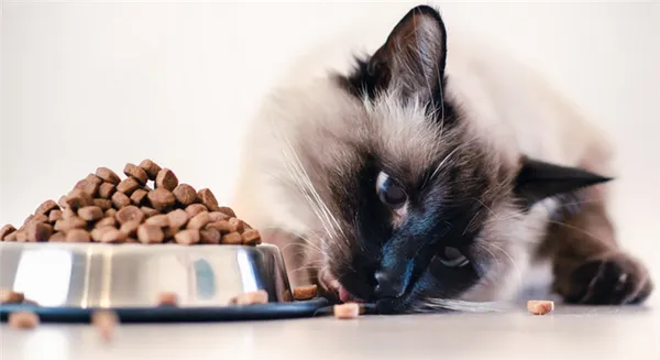 Классы кормов для кошки — что выбрать