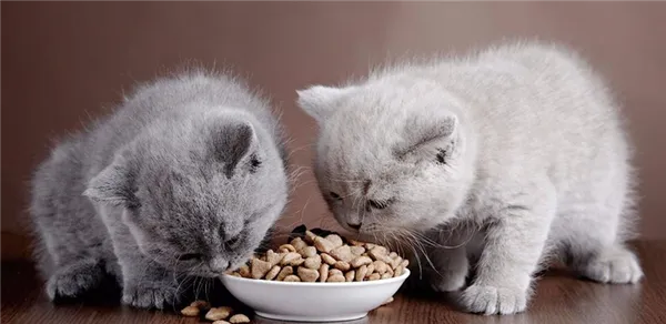 Классы кормов для кошек