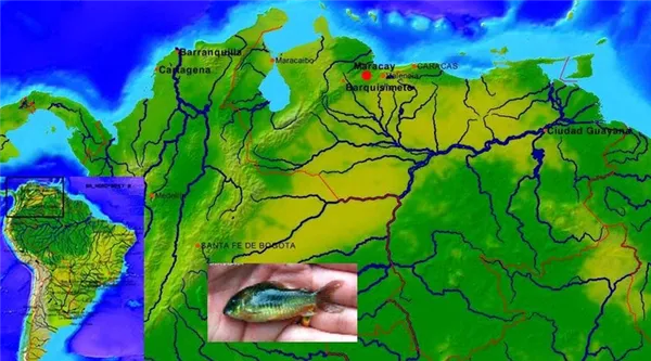 Коридорас венесуэла оранж (C. venezuelanus) места распространения.