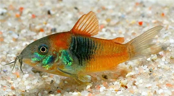 Коридорас венесуэла оранж (Corydoras venezuelanus) внешний вид.