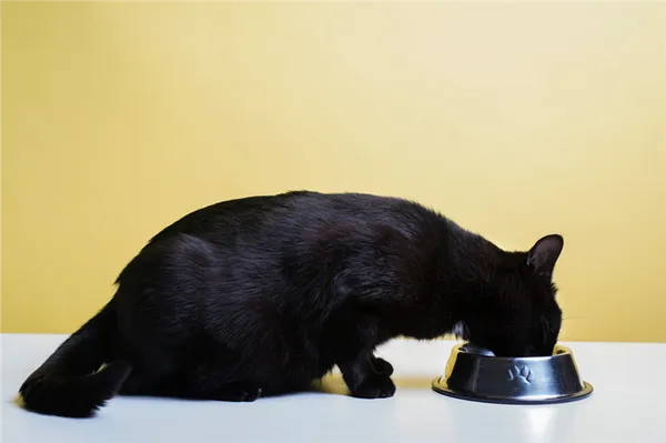 Объем порции для беременных и кормящих кошек