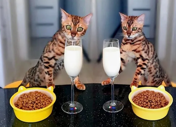 Правильный выбор корма беременной кошке, а затем и её котятам.