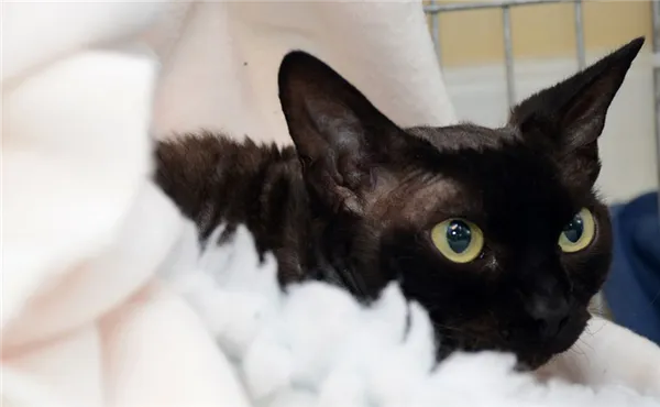 Корниш рекс черного окраса.jpg