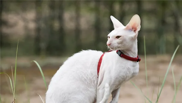 Корниш-рекс