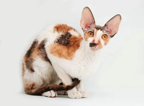 Корниш-рекс окрас калико