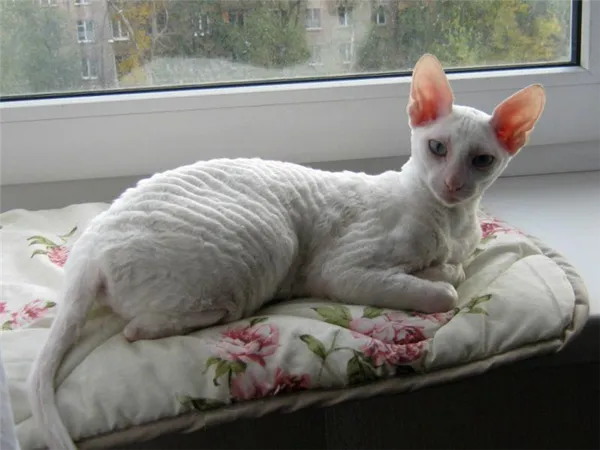 Корниш-рекс окрас однотонный