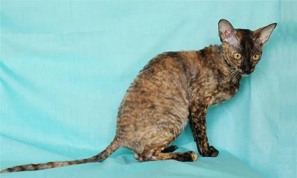 Корниш-рекс окрас черепаховый