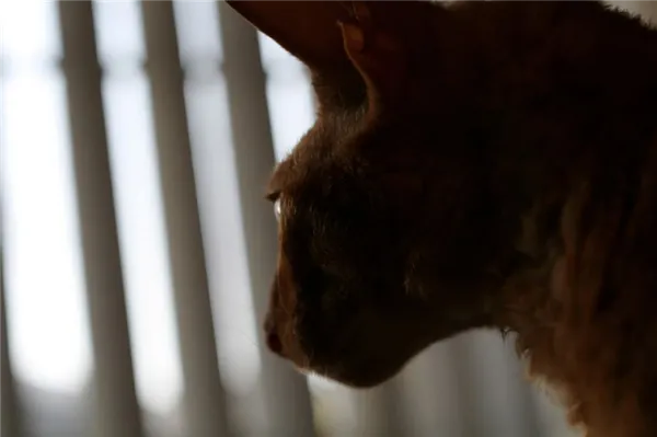 Шоколадный корниш рекс.jpg