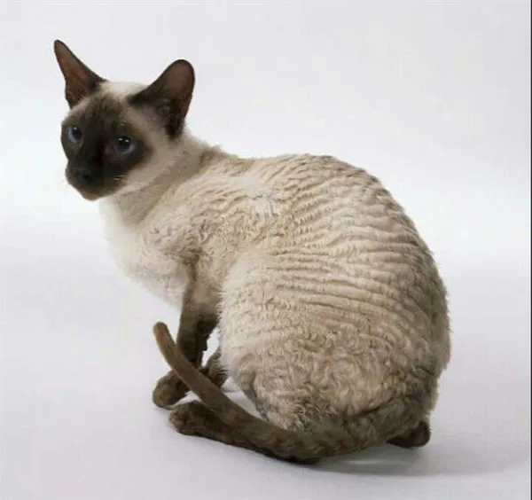 Корниш-рекс сиамский окрас