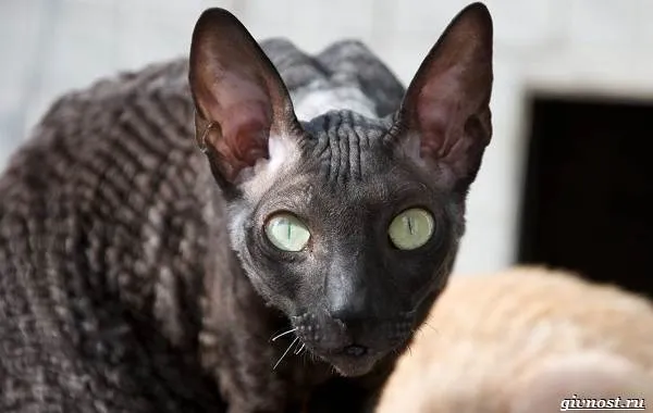 Корниш-рекс-кошка-описание-особенности-уход-и-цена-породы-7