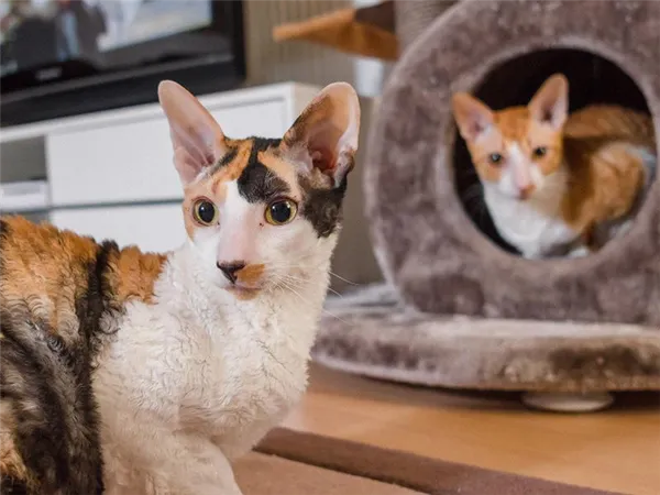 Кошки породы Корниш-рекс