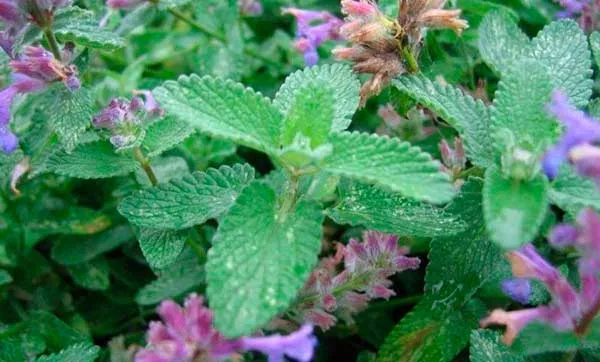 мята цветет