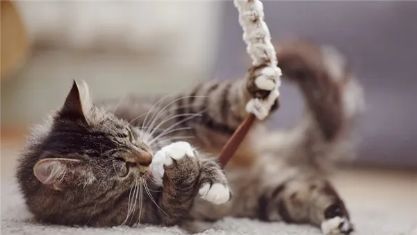 Для чего нужна кошачья мята