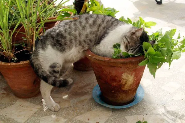 кот нюхает мяту