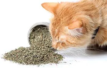 кошачья мята для чего она нужна (catnip foto)