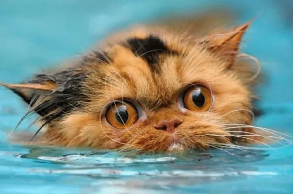 Кошачья мята. Что такое кошачья мята. 3