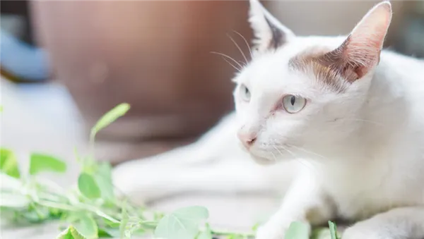 Для чего нужна кошачья мята