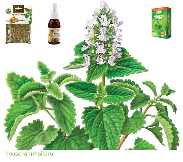 кошачья мята фото и описание (catnip foto)