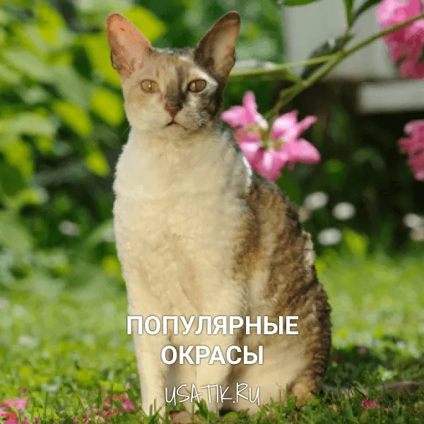 Популярные окрасы корниш-рексов