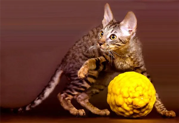 корниш рекс и мячик