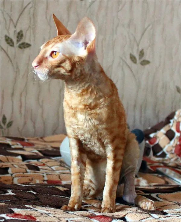 Корниш-рексы: описание породы, наследственные заболевания, особенности характера и отзывы владельцев