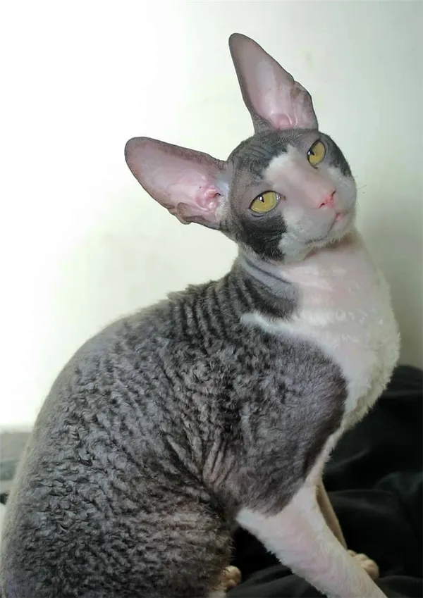 Корниш-рексы: описание породы, наследственные заболевания, особенности характера и отзывы владельцев