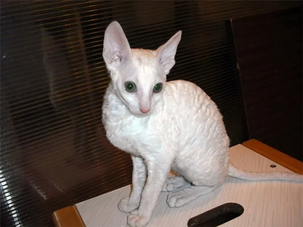 Кошки рекс: популярные породы и их содержание. Порода кошек рекс. 2